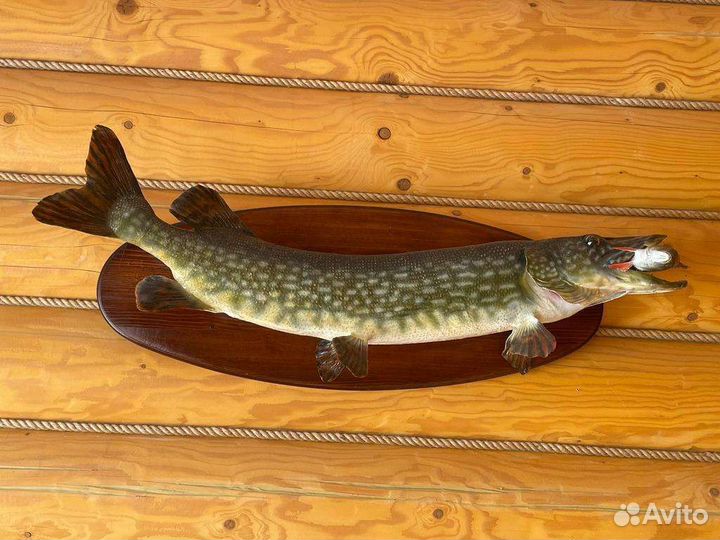 Чучело Щуки, для интерьера в дом, коттедж