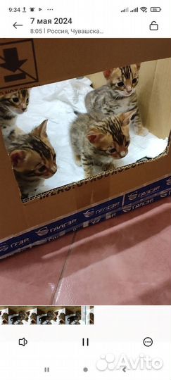 Бенгальский котенок