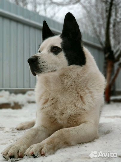 Вязка (бесплатно)