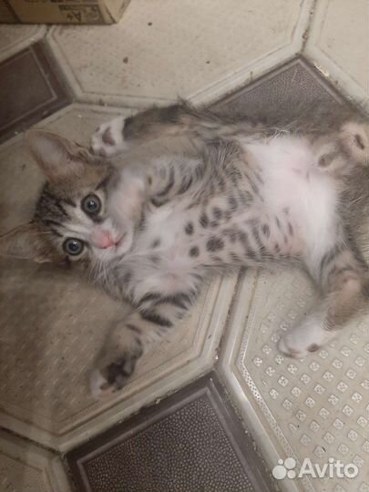 Кошка в дар бесплатно