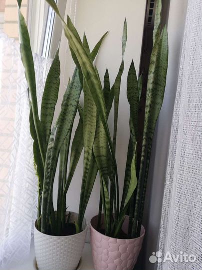 Сансевиерия