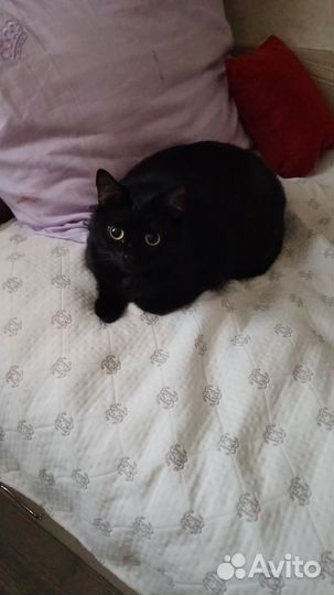 Ищем котика на вязку