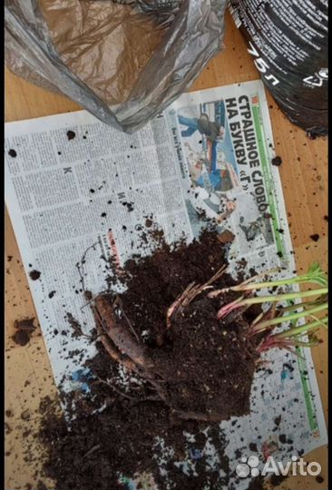 Пионы деленки