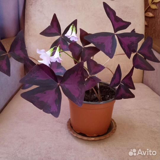 Красотка-бабочка