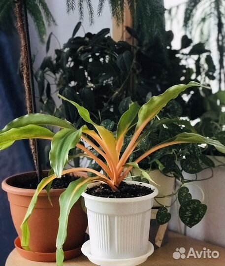 Комнатные цветы, любителей приглашаю в профиль)