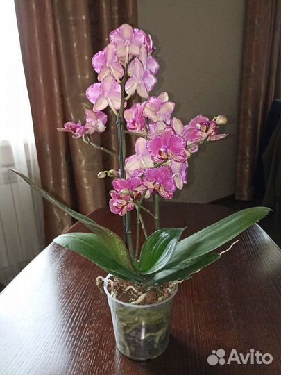 Орхидея фаленопсис