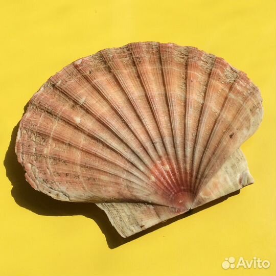 Ракушки Средиземноморья