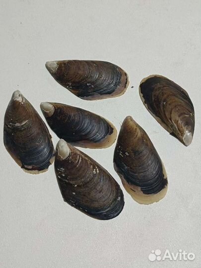 Ракушки / камни для поделок творчества