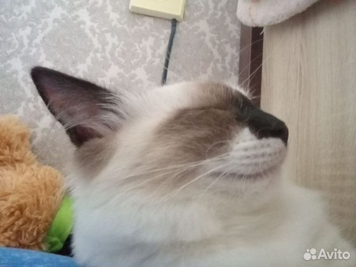 Кот в добрые руки