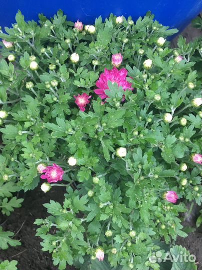 Хризантемы мультифлора