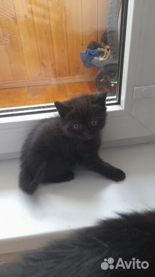 Котенок