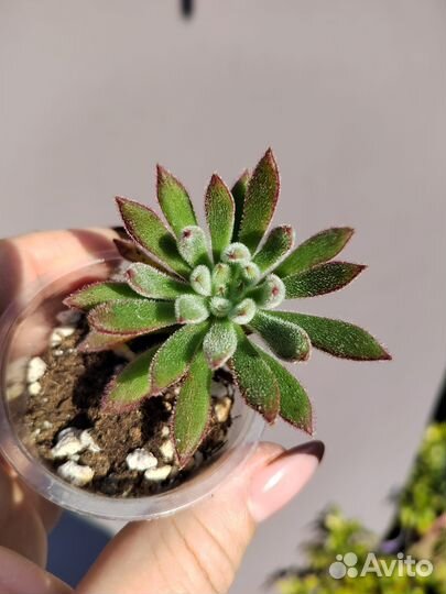 Эчеверия set oliver