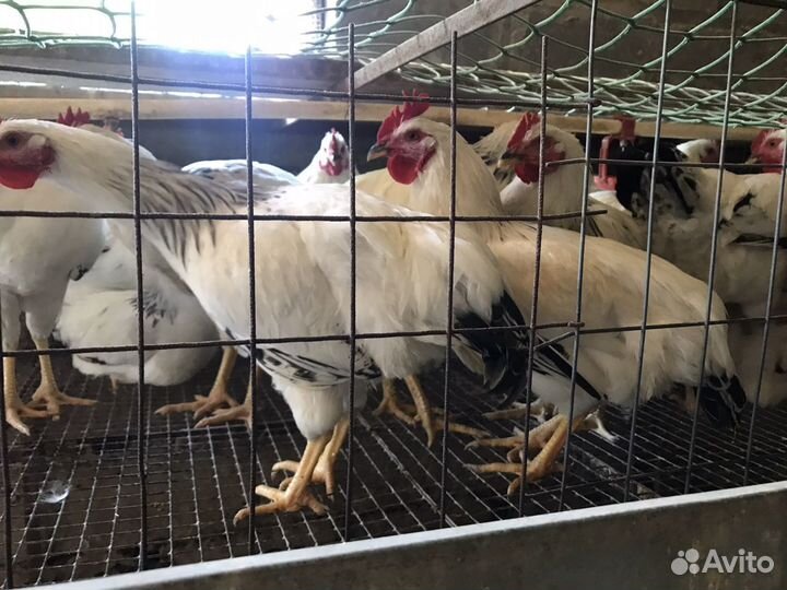 Молодые петухи