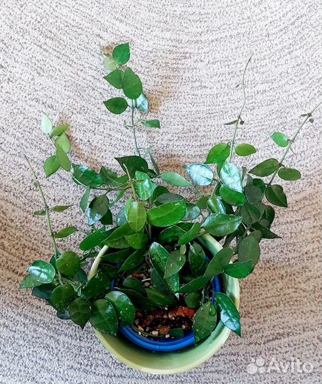 Дипладения (мандевилла) /адениум/ хойя