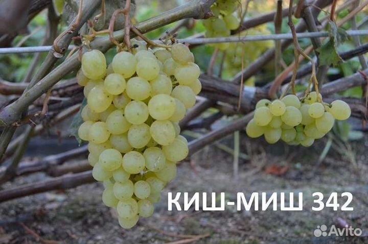 Саженцы сладкого винограда