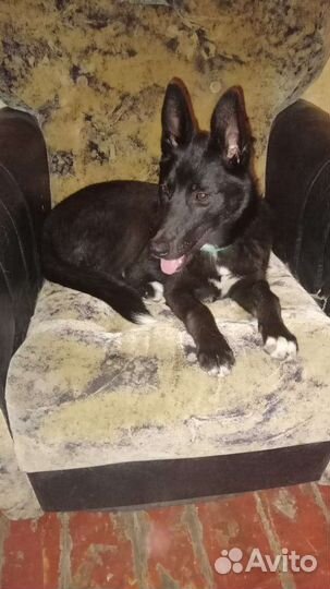 Собака в добрые руки