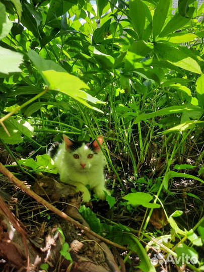 Котенок в дар