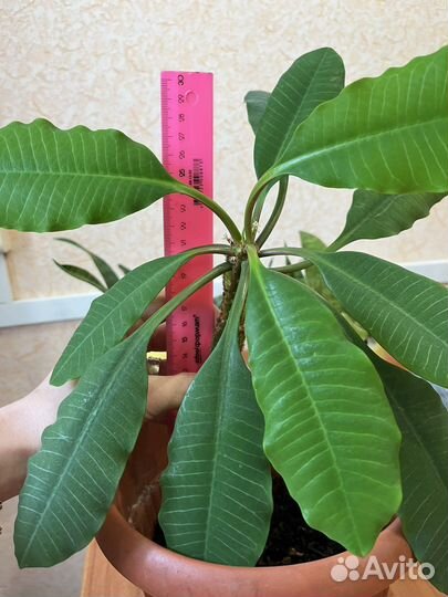 Молочай гребенчатый