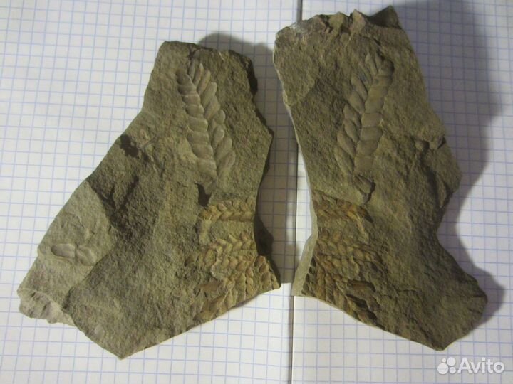 Окаменелая флора Палеозоя, около 320 млн. лет