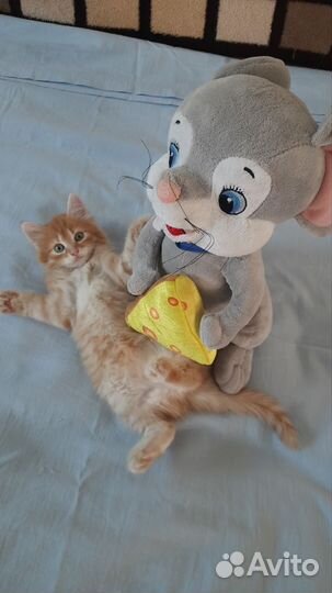 В добрые руки