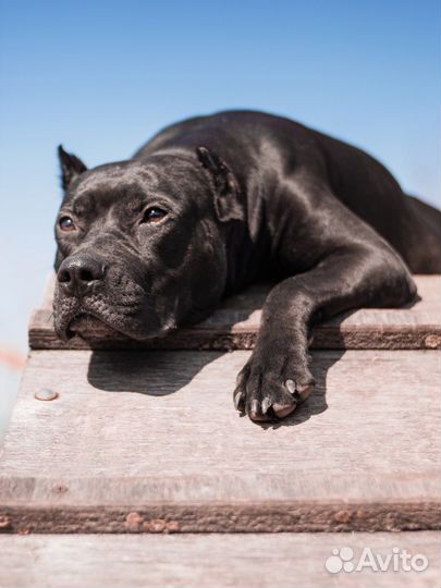 Услуги кинолога