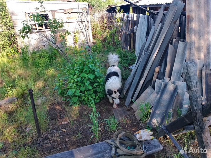 Собака в добрые руки