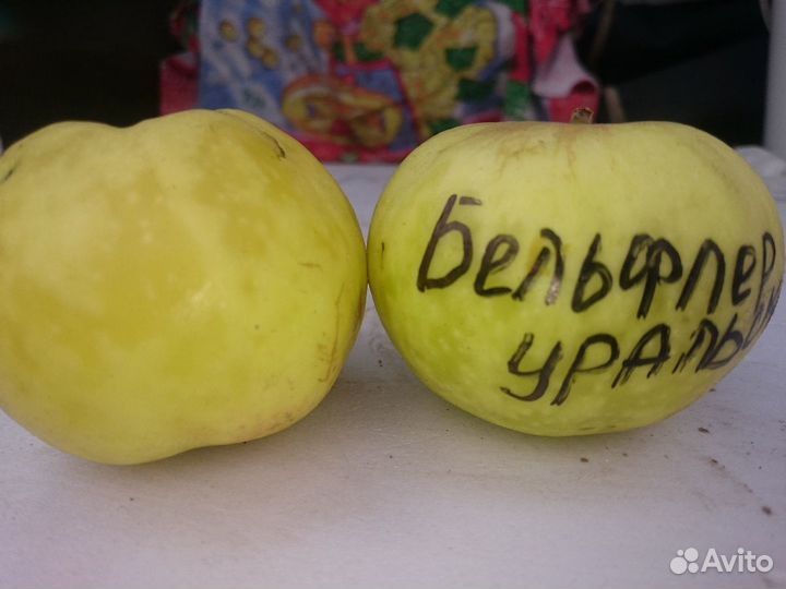 Саженцы плодово-ягодных культур