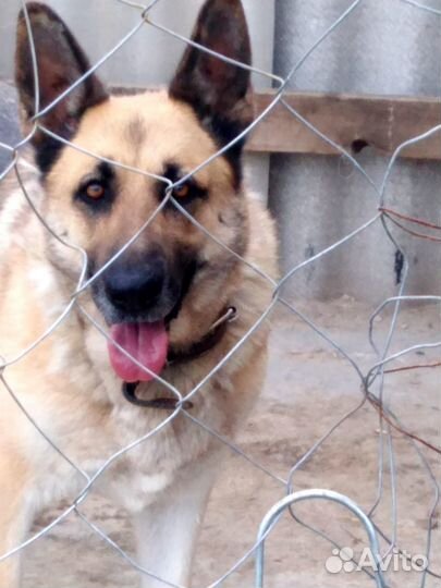 Отдам в добрые руки