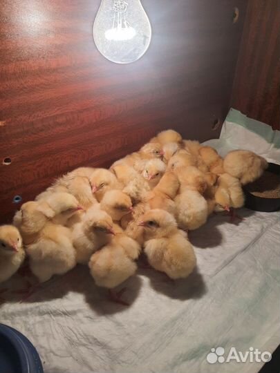 Сельское хозяйство