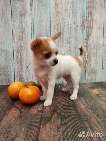 Девочка Чихуахуа