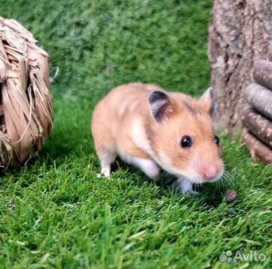 Хомяк Сирийский обычный