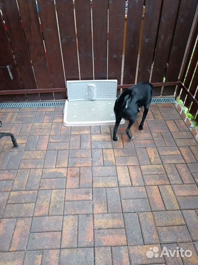 Лоток для собак под пеленку 60 90