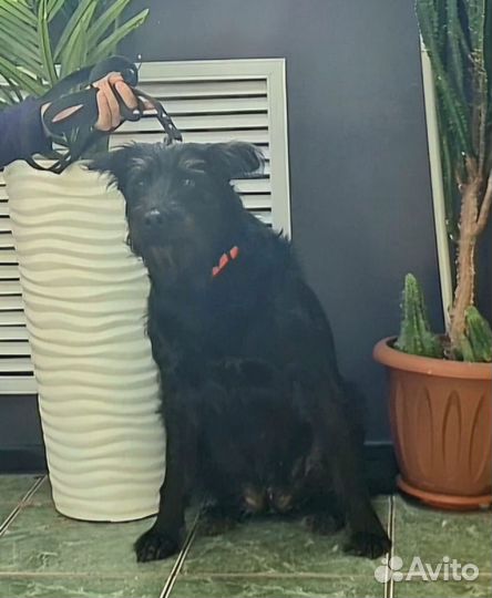 Отдадим красавицу в самые заботливые руки