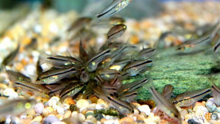 Сом Воробей. Сом Пигмей. Аквариум. Рыбки