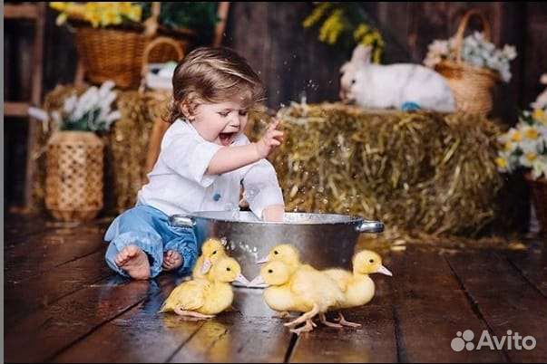 Кролики, ёжик и утята в аренду