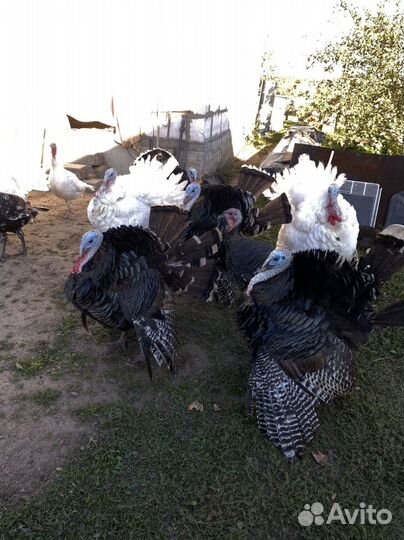 Индюки на племя белые широкогрудые