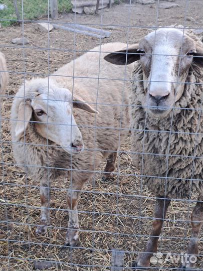 Продаются бараны самки с ярочками