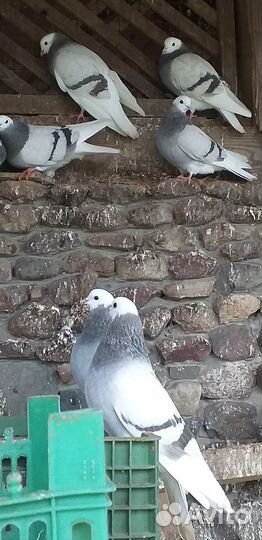 Продажа голубей пермские