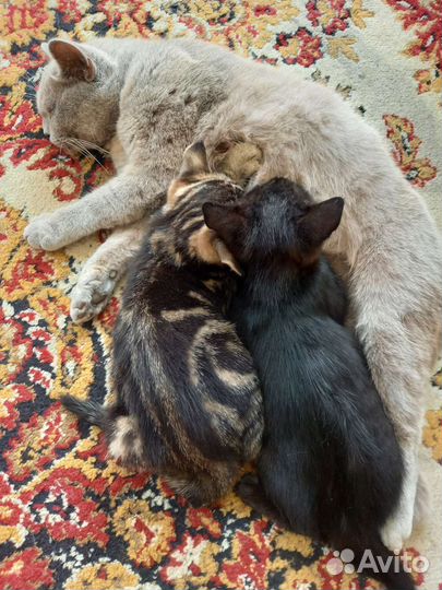 Кошечка 2 месяца