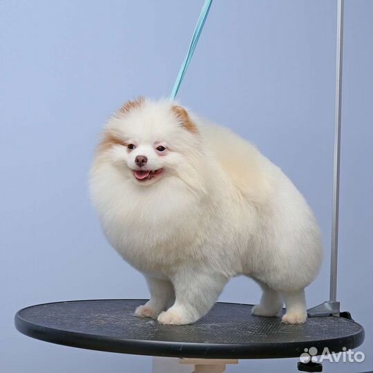 Померанский шпиц щенки в большом выборе