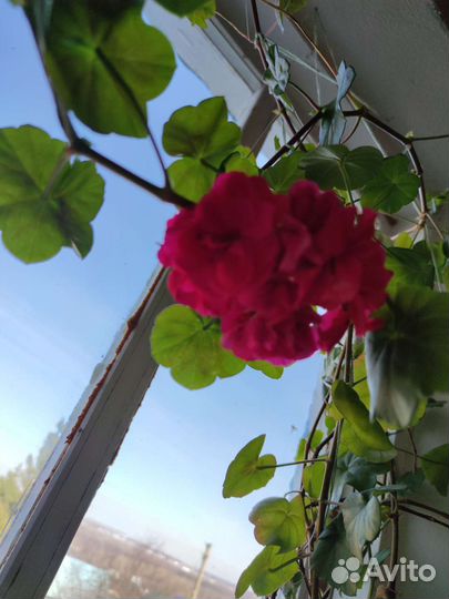 Герань ветвистая