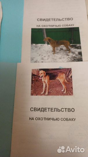 Щенки русской гончей