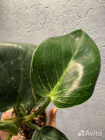 Филодендрон биркин