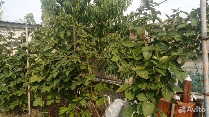 Ежевика прайм арк фридом