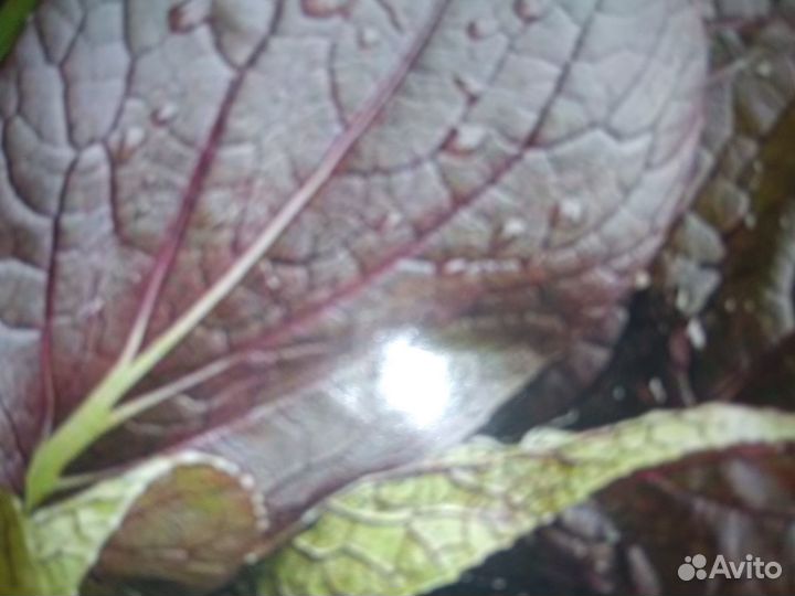 Саженцы и семена зеленных И пряных культур