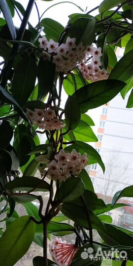 Хойя карноза