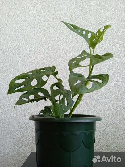 Плющ и монстера-манки