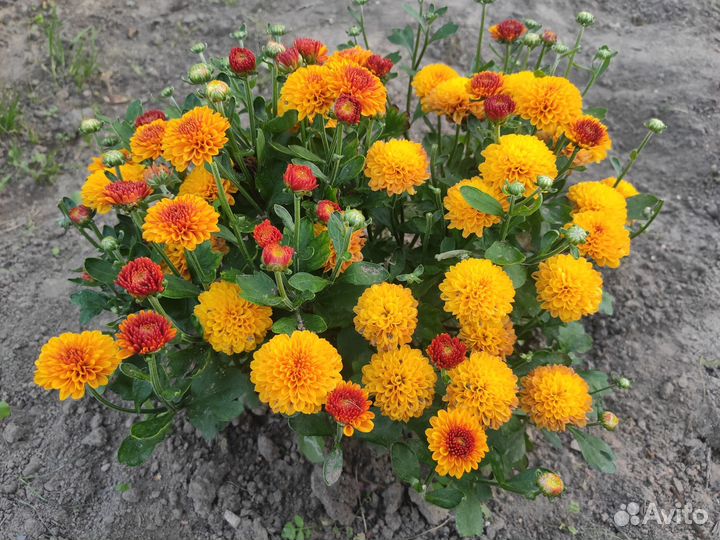 Хризантема мультифлора Гир Гар