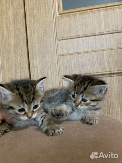 Котята бесплатно