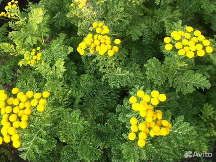 Пижма криспа,ромашка,т.д